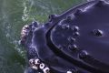 Humpback Whale